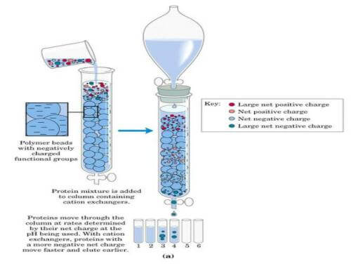 离子交换层析纯化蛋白