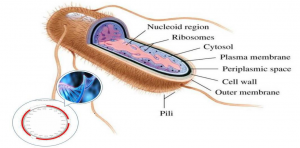 大肠杆菌蛋白表达系统组成