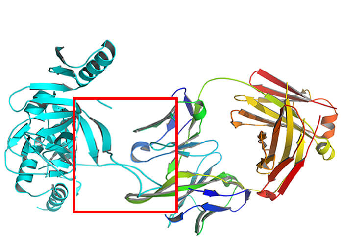 蛋白和抗體Fab片段相互作用