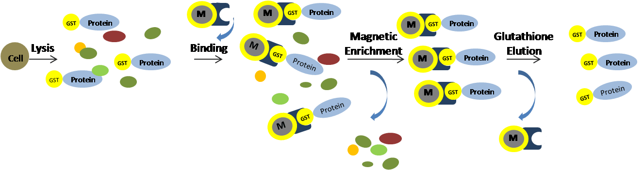 GST蛋白純化流程