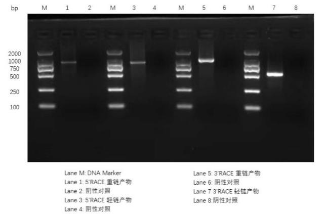 重鏈輕鏈PCR結果
