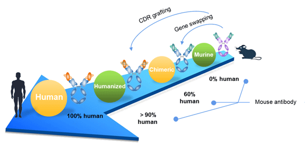 antibody-humanization