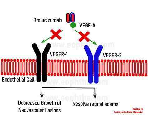Brolucizumab阻断VEGF-A与VEGF受体结合