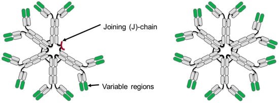 IgM抗体五聚体（左）和六聚体（右）