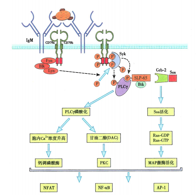 BCR复合物介导的胞内信号转导