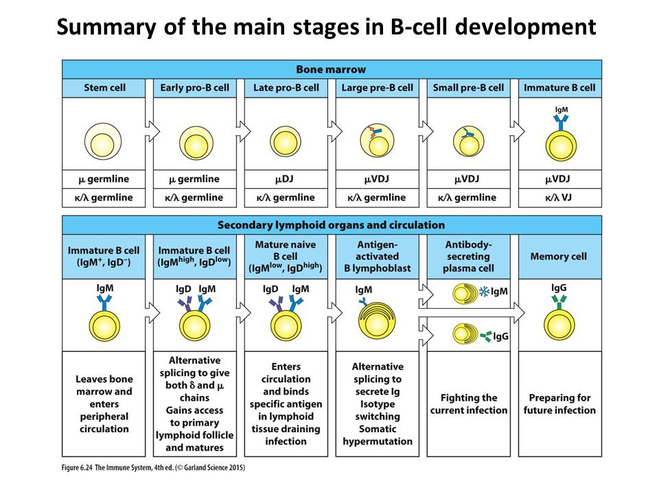 B细胞发育主要阶段