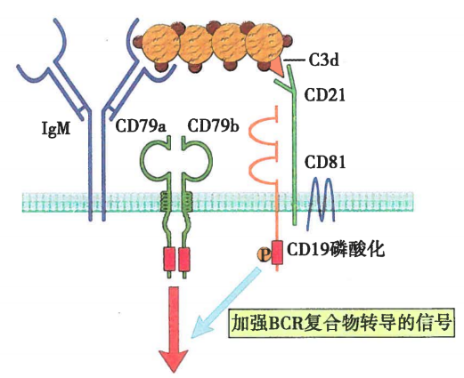 B细胞共受体在B细胞活化中的作用
