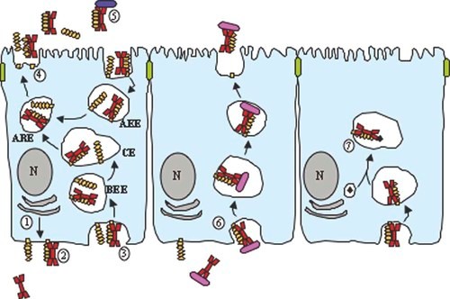 聚合免疫球蛋白受体（pIgR）介导的IgA黏膜上皮转运示意图