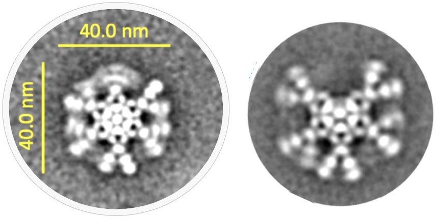 抗CD20 IgM的六聚体（左）和五聚体（右）形式的冷冻电镜下的结构图