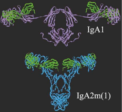 人IgA1和IgA2m（1）分子模型
