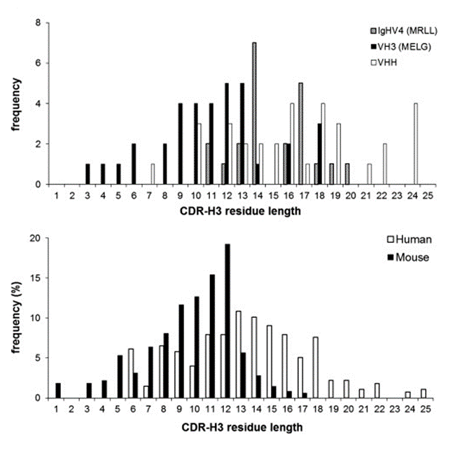 骆驼科动物（上）、小鼠、人（下）CDR3氨基酸残基数量对比