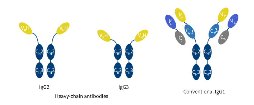 Camelid-antibody
