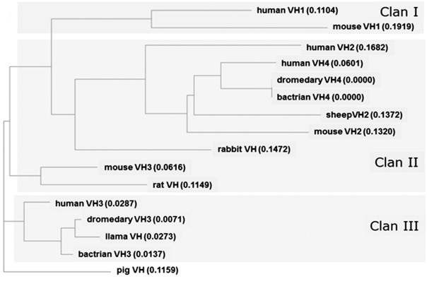 骆驼科动物重链可变区框架序列与其他哺乳动物物种的相应区域间的系统发育树