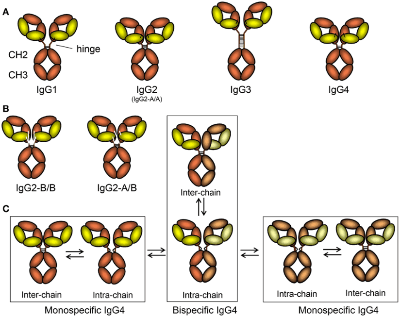 IgG亚型及其异构体示意图