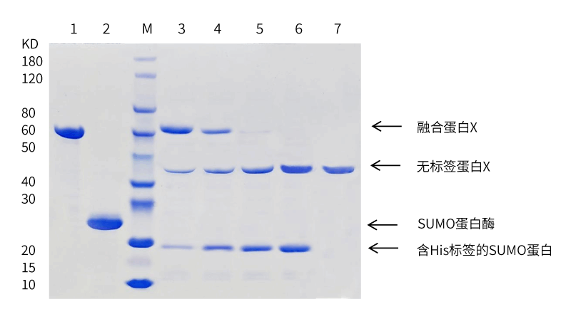 SUMO-protease-case