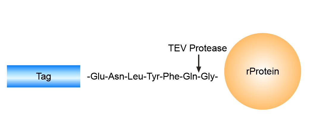 TEV-Protease