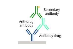 anti-idiotype-antibodies-tips