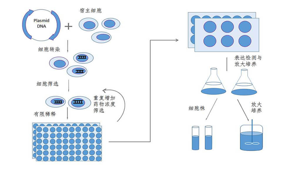 生产型单克隆细胞株筛选
