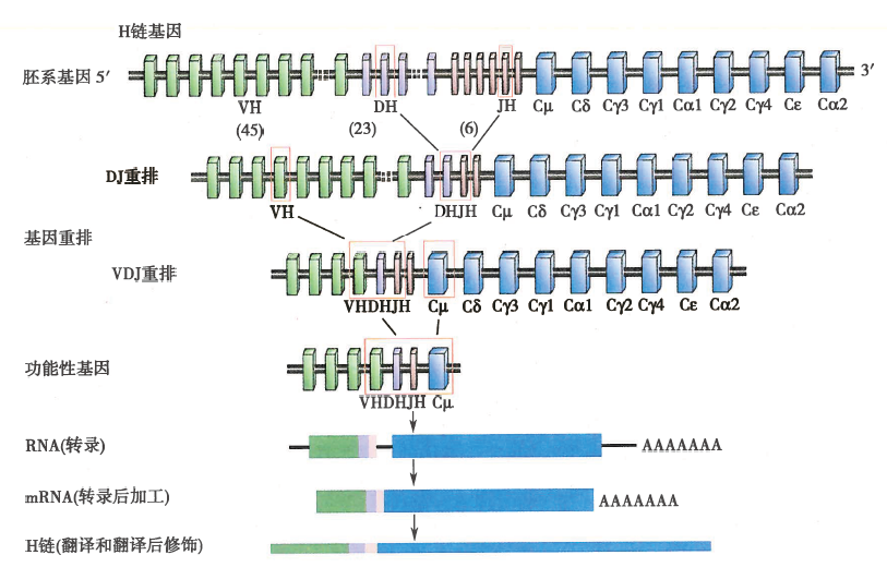 免疫球蛋白重链基因重排及表达示意图