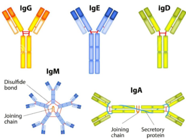 抗体类别示意图
