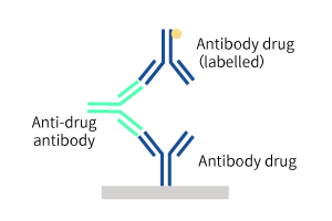 anti-idiotype-antibodies-ADA
