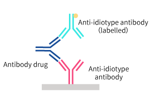 anti-idiotype-antibodies-PK