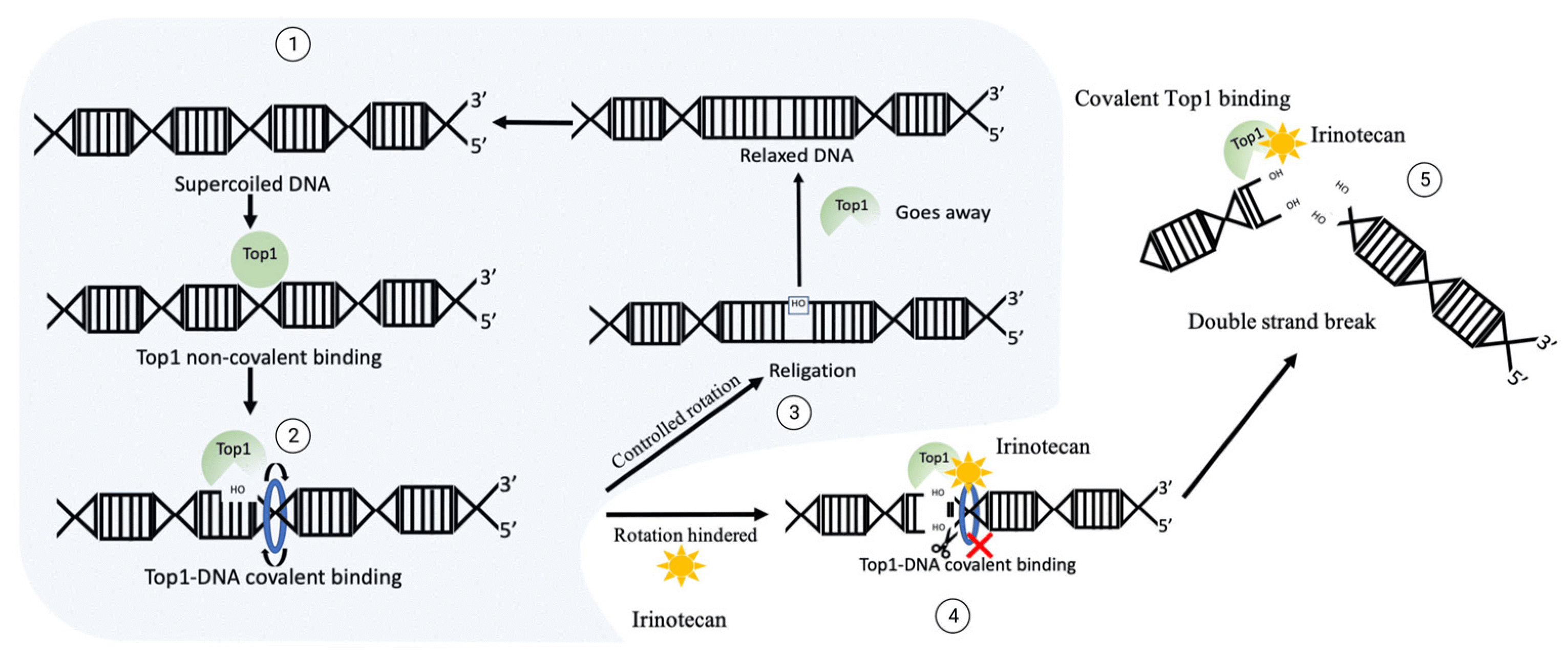 喜树碱类毒素CPT-11暴露情况下DNA断裂机制