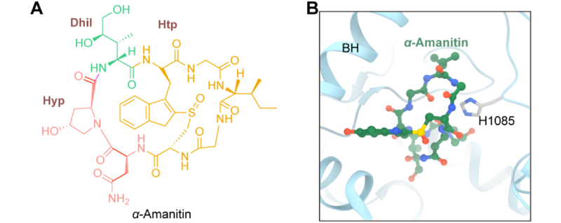 α-鹅膏蕈碱结构及与RNA结合模式图