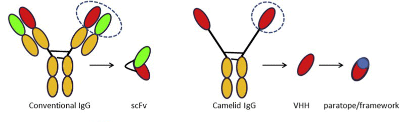 传统抗体、scfv与骆驼科IgG、VHH