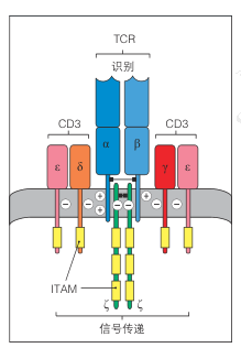 TCR-CD3复合物结构示意图