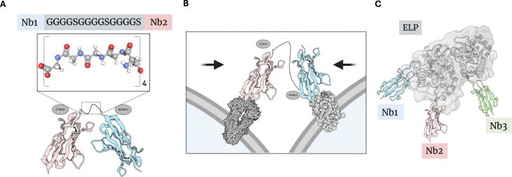 柔性linker串联表达