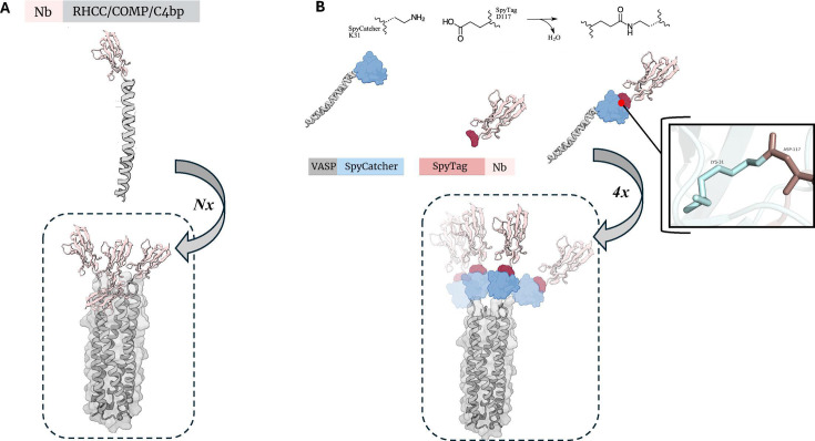 自组装卷曲螺旋肽接导的多聚化