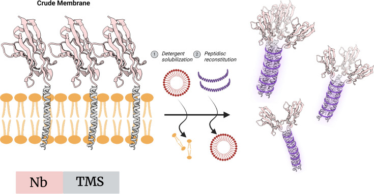TMS–Nb嵌合体在膜模拟体系中聚集