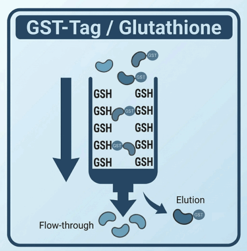 GST-Tag / Glutathione