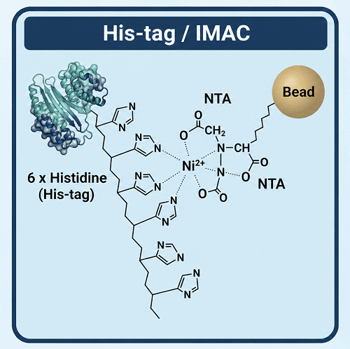 His-tag / IMAC