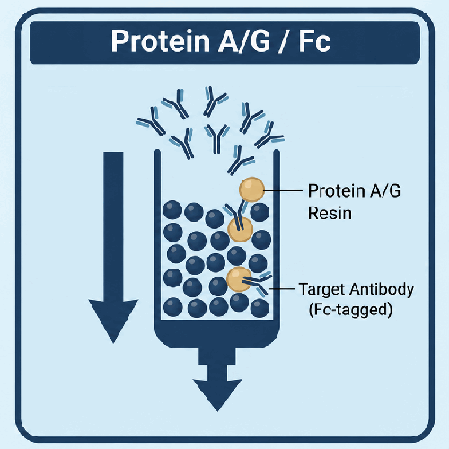 Protein A/G / Fc